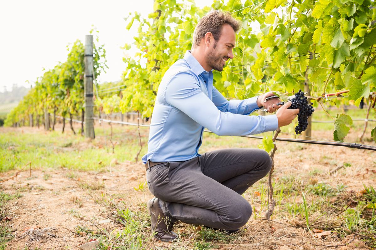 Installation d’un goutte-à-goutte dans une vigne